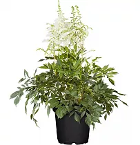 Астильба Г. Арендса Майти Плони - Astilbe Mighty Plonie D14 H40