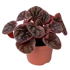 Пеперомия сморщенная - Peperomia caperata Abricos D12 H15