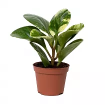 Пеперомия грин - Peperomia obtusifolia Green Gold D9 H20