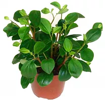 Пеперомия - Peperomia Lemon Lime D14 H25