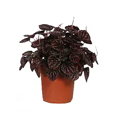 Пеперомия - Peperomia caperata Schumi Red D14 H25