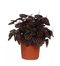 Пеперомия - Peperomia caperata Schumi Red D14 H25