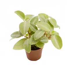 Пеперомия Лайм - Peperomia obtusifolia Lime D9 H15