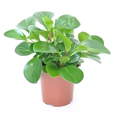 Пеперомия Грин - Peperomia Green D11 H20