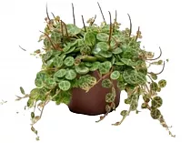 Пеперомия Стелющаяся - Peperomia Prostrata D14 H30