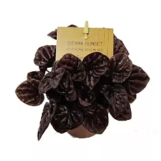 Пеперомия - Peperomia caperata Red Luna D14 H20