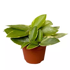 Пеперомия Пикси - Peperomia Pixie Variegated D5 H15