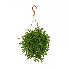 Пеперомия - Peperomia Isabelle D14 H30