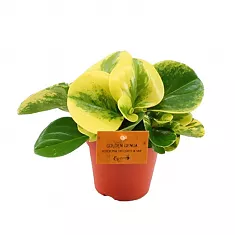 Пеперомия туполистная - Peperomia obtusifolia genua D12 H15