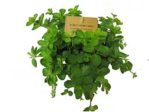 Пеперомия - Peperomia clusiifolia Red margin D14 H30