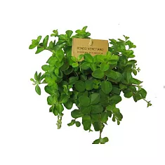 Пеперомия - Peperomia clusiifolia Red margin D14 H30