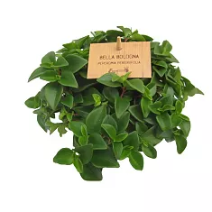 Пеперомия - Peperomia clusiifolia Red margin D12 H20