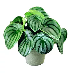 Пеперомия Ангулата - Peperomia Argyreia D12 H15