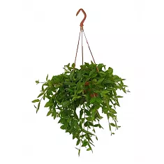 Пеперомия Ангулата - Peperomia Angulata Hanging D14 H30