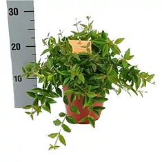 Пеперомия Ангулата - Peperomia angulata Rocca Verde D12 H25