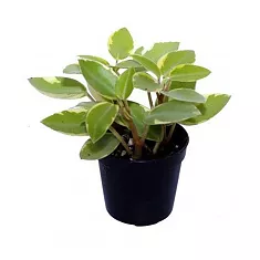 Пеперомия Пикси - Peperomia Pixie Variegated D9 H15