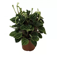 Пеперомия Лилиан - Peperomia Lillian D14 H30