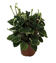 Пеперомия Лилиан - Peperomia Lillian D14 H30