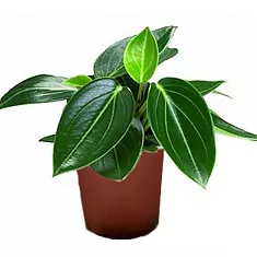 Пеперомия пятнистая - Peperomia maculosa D9 H15