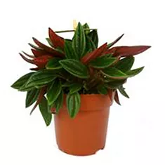 Пеперомия сморщенная Россо - Peperomia Bambino Rosso D14 H20