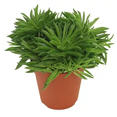 Пеперомия хеппи бин - Peperomia Happy Bean D14 H25