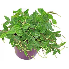 Пеперомия Ангулата - Peperomia angulata Rocca Scuro D12 H20