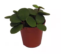 Пеперомия Тетрафилла Хоуп - Peperomia tetraphylla hope D5 H10