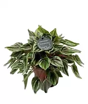 Пеперомия - Peperomia caperata Kirsten D14 H25