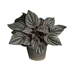 Пеперомия - Peperomia caperata Schumi Teresa D12 H20