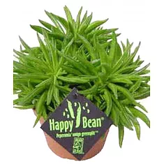 Пеперомия - Peperomia Spic Nevada D14 H20