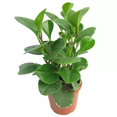 Пеперомия Грин - Peperomia Green D11 H30