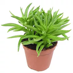 Пеперомия хеппи бин - Peperomia Happy Bean D12 H20