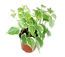 Пеперомия сморщенная вариегата - Peperomia scand Variegata D14 H30