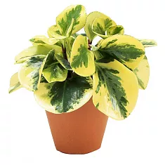 Пеперомия туполистная - Peperomia Variegata D12 H20