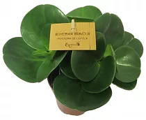 Пеперомия грин - Peperomia obtusifolia Green D9 H15