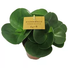 Пеперомия грин - Peperomia obtusifolia Green D9 H15