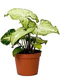 Сингониум баттерфляй - Syngonium White Butterfly D12 H20