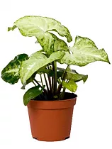 Сингониум баттерфляй - Syngonium White Butterfly D12 H20