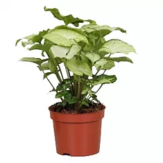 Сингониум баттерфляй - Syngonium White Butterfly D12 H25