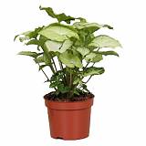 Сингониум баттерфляй - Syngonium White Butterfly D12 H25