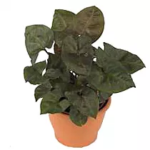 Сингониум брокант - Syngonium Brocante D12 H20