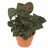 Сингониум брокант - Syngonium Brocante D12 H20