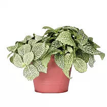 Фиттония - Fittonia Purple Anne D9 H10