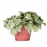 Фиттония - Fittonia Purple Anne D9 H10