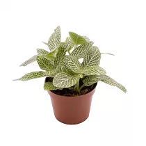 Фиттония - Fittonia verschaffeltii White Star D9 H10