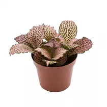 Фиттония Пинк Анне - Fittonia Pink Anne D5 H10