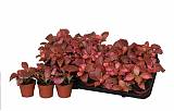 Фиттония микс - Fittonia verschaffeltii Red Star D9 H10