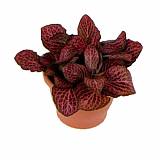 Фиттония - Fittonia Mosaic Pink Diamond D9 H10