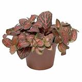 Фиттония Вершаффельта - Fittonia verschaffeltii Joly Josan D9 H12