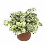 Фиттония - Fittonia Mosaic Kings Cross D9 H10